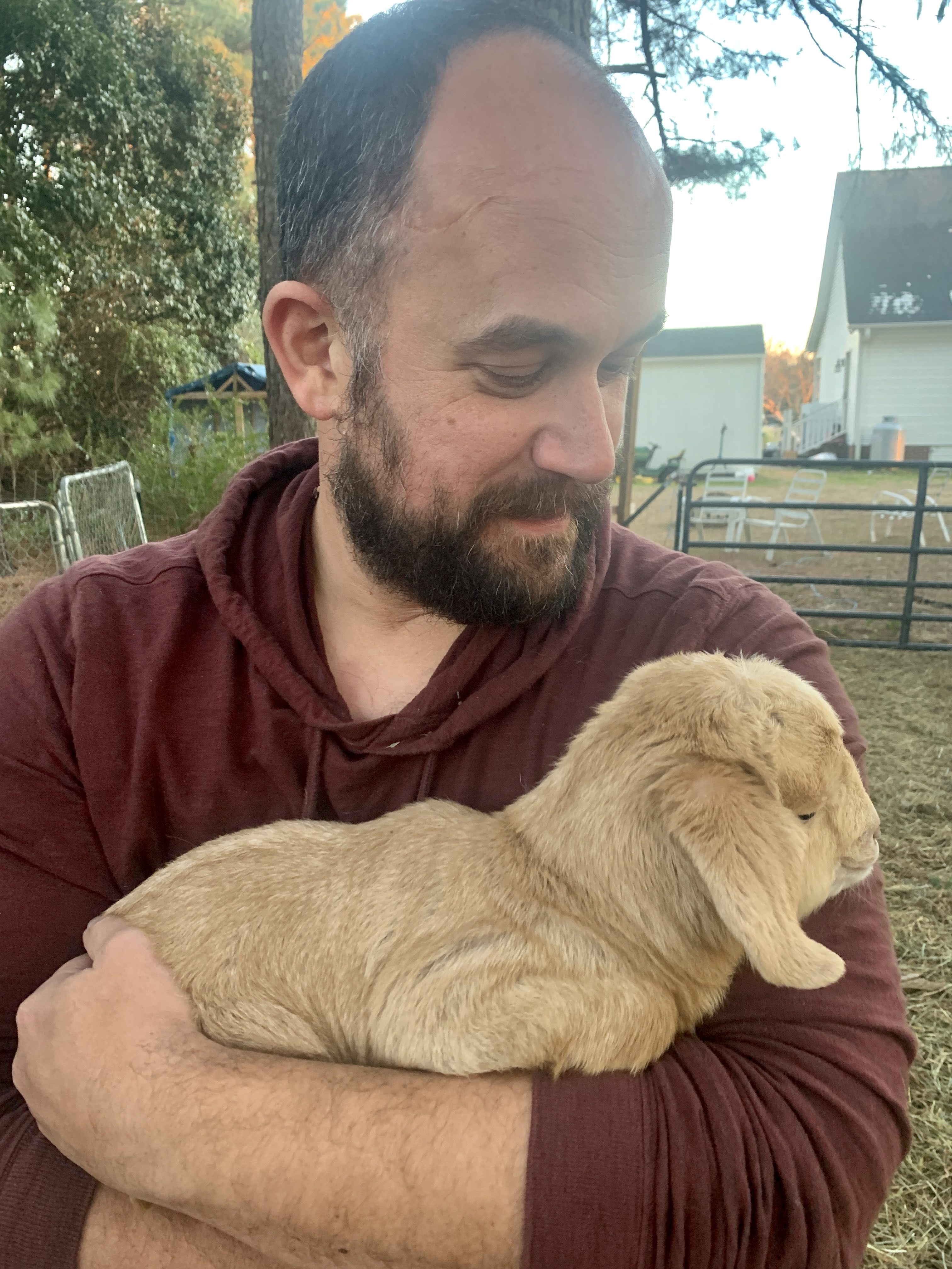 baby goats